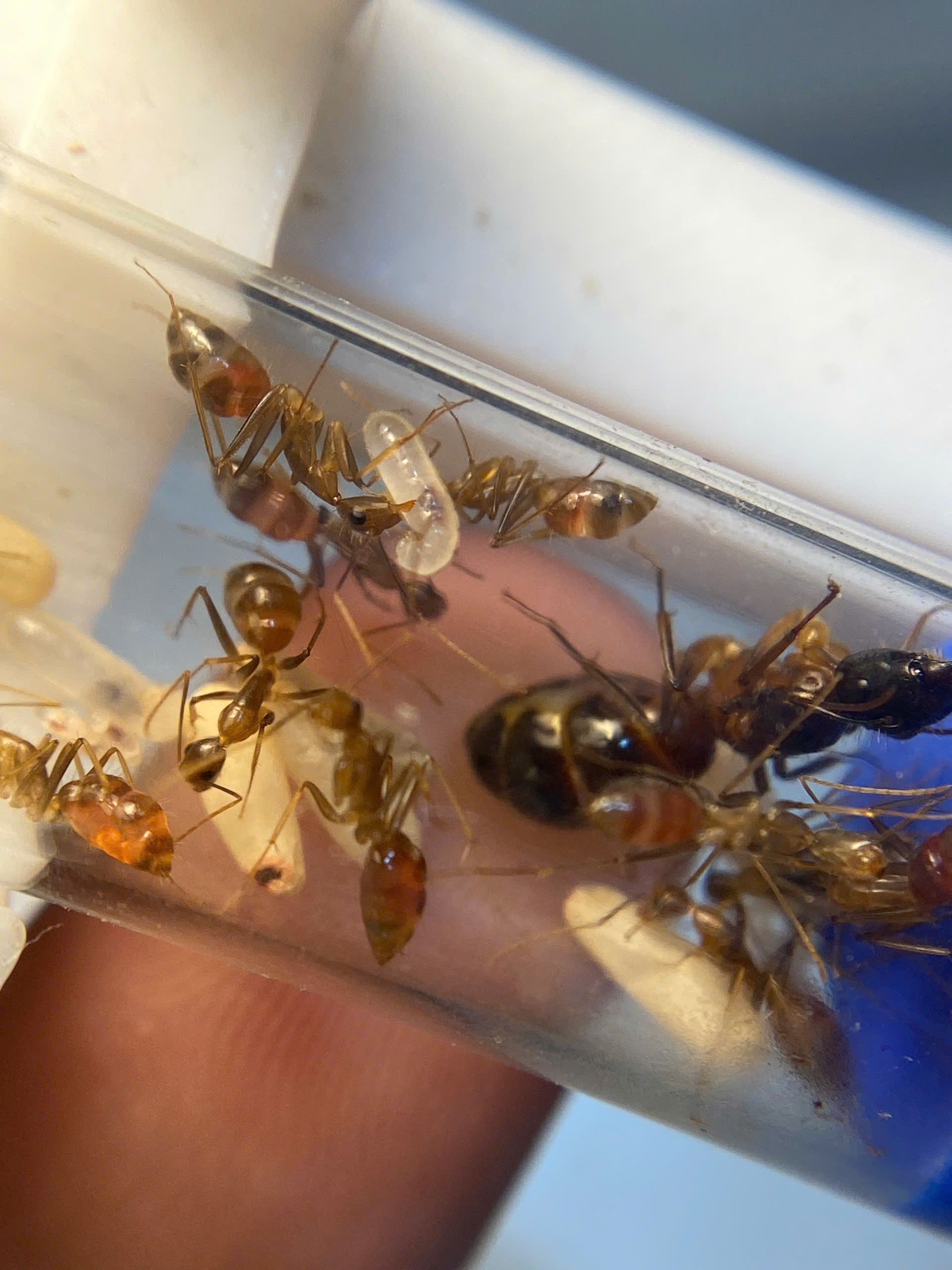 Camponotus irritans (Kiến thợ mộc ) | Hiển Kiến