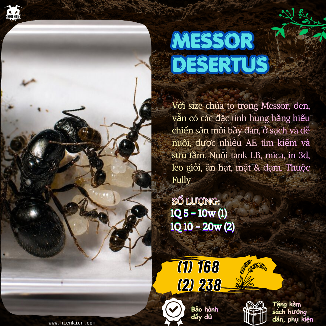 Messor Desertus (Kiến ăn hạt) | Hiển Kiến