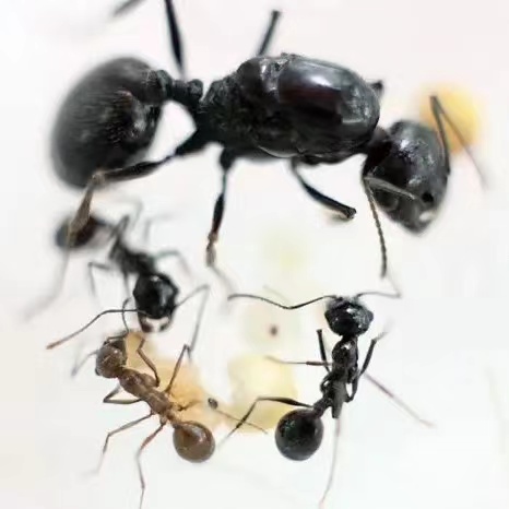 Messor Desertus (Kiến ăn hạt) | Hiển Kiến