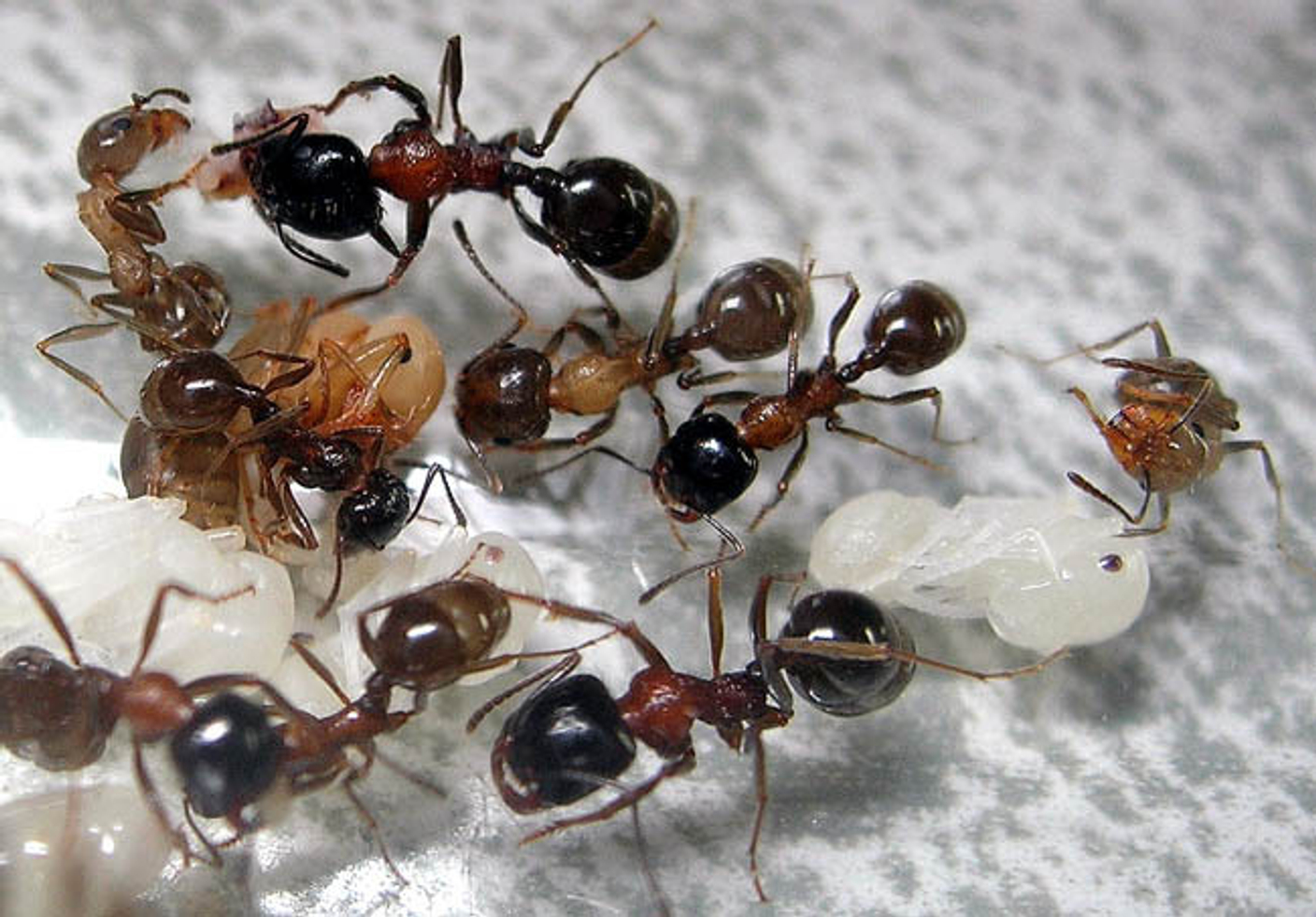 Messor Laboriosus (Kiến ăn hạt) | Hiển Kiến