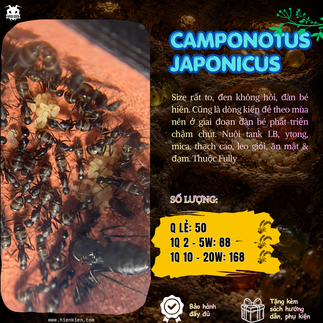 Camponotus Japonicus (Kiến thợ mộc Nhật bản) | Hiển Kiến