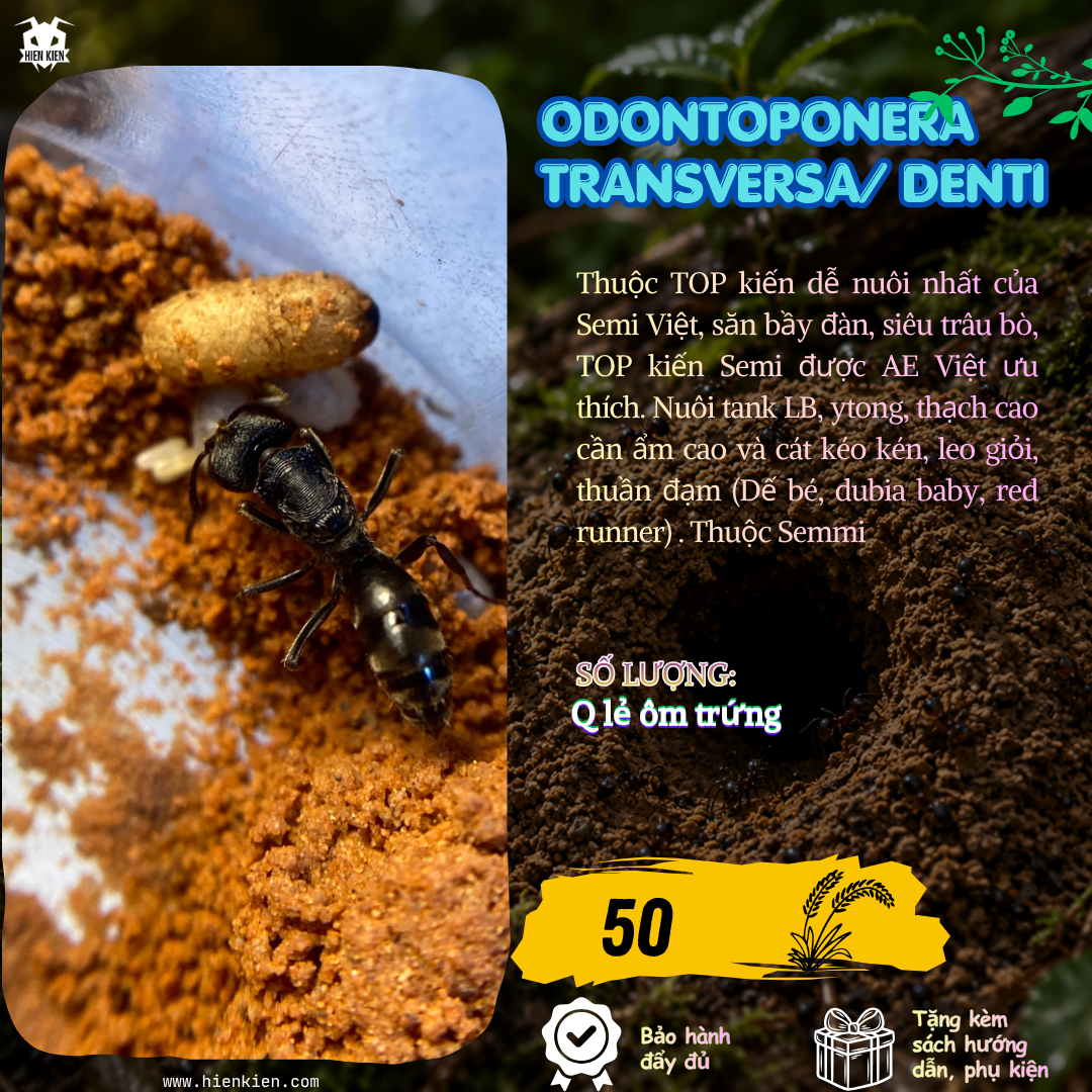 Odontoponera transversa (Trans) | Hiển Kiến