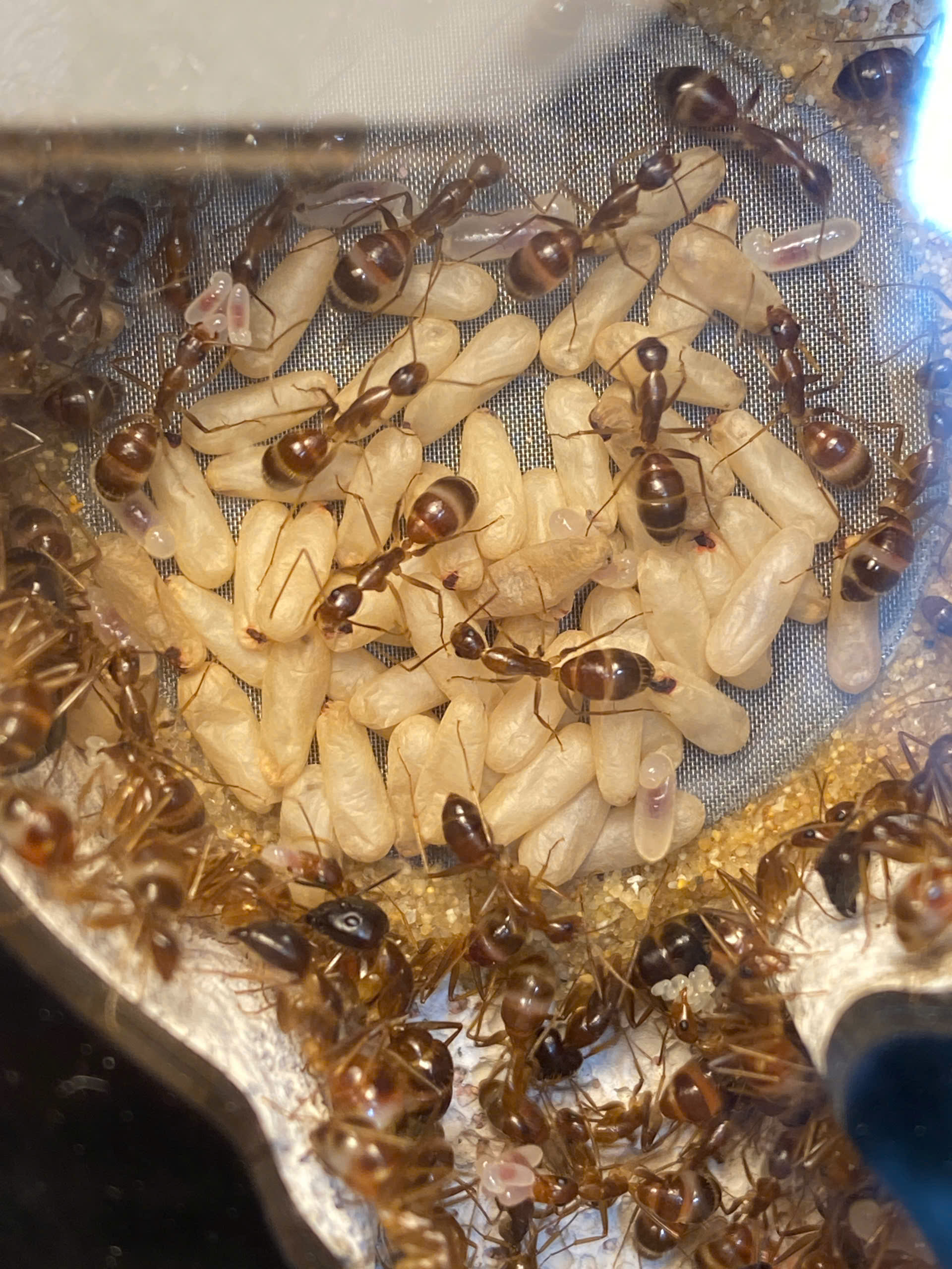 Camponotus irritans (Kiến thợ mộc ) | Hiển Kiến