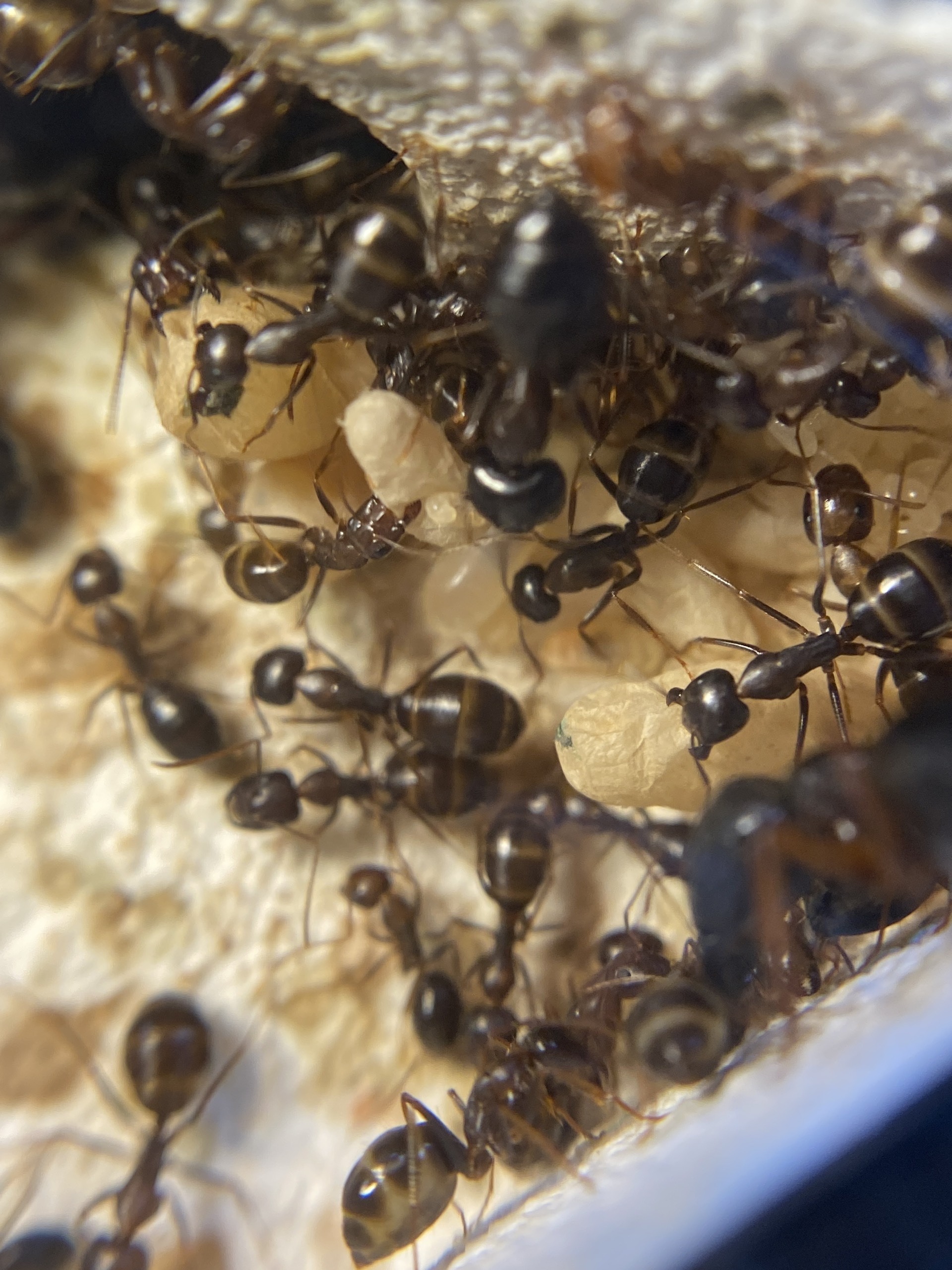 Camponotus Largiceps (Kiến thợ mộc ) | Hiển Kiến