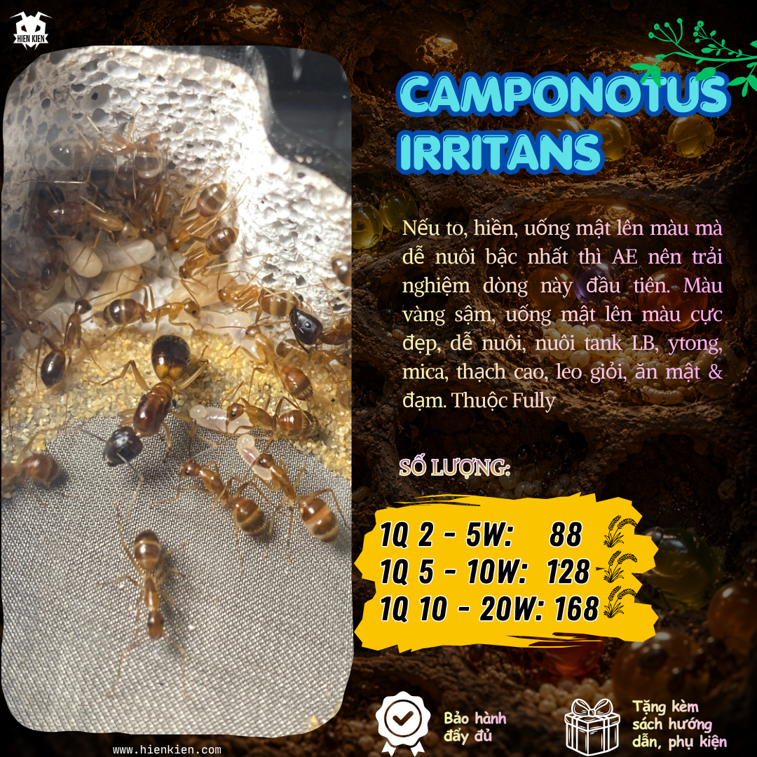 Camponotus irritans (Kiến thợ mộc ) | Hiển Kiến