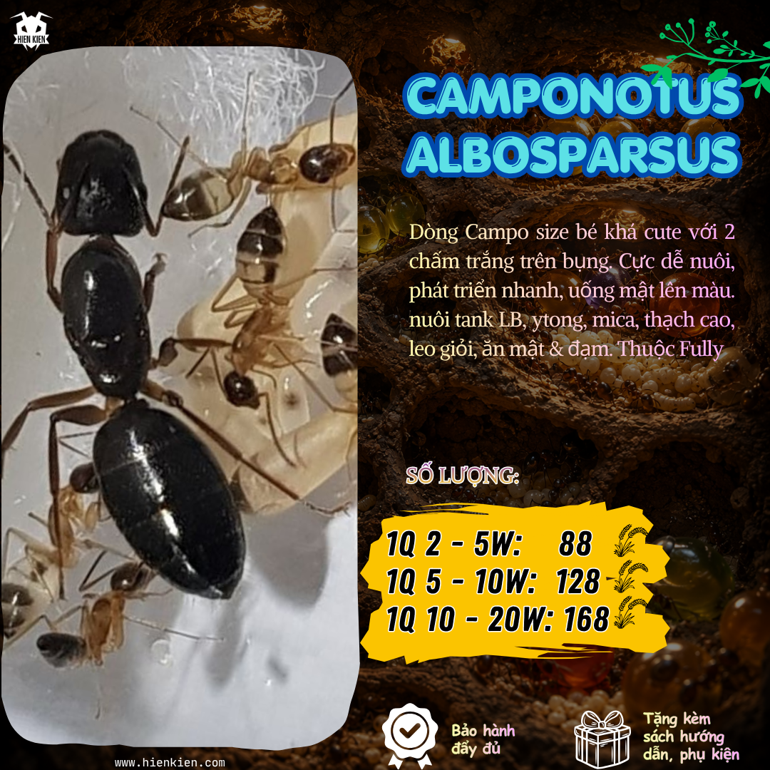 Camponotus Albosparsus (Kiến thợ mộc )| Hiển Kiến