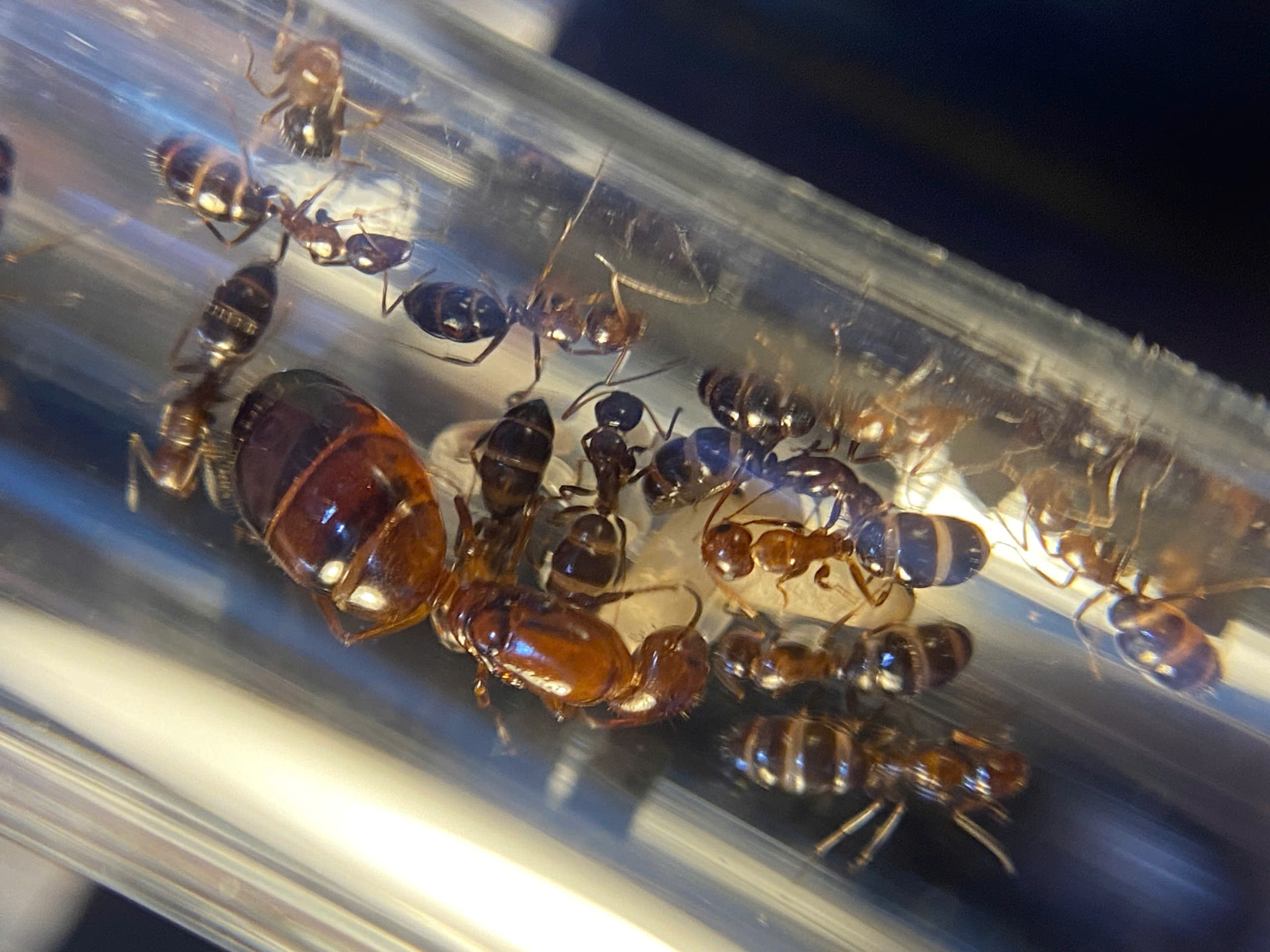 Camponotus Reichardti (Kiến thợ mộc ) | Hiển Kiến