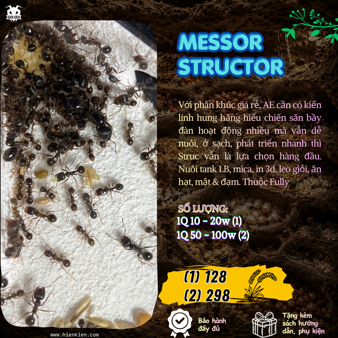 Messor structor (Hung Hăng - Hiếu Chiến) | Hiển Kiến