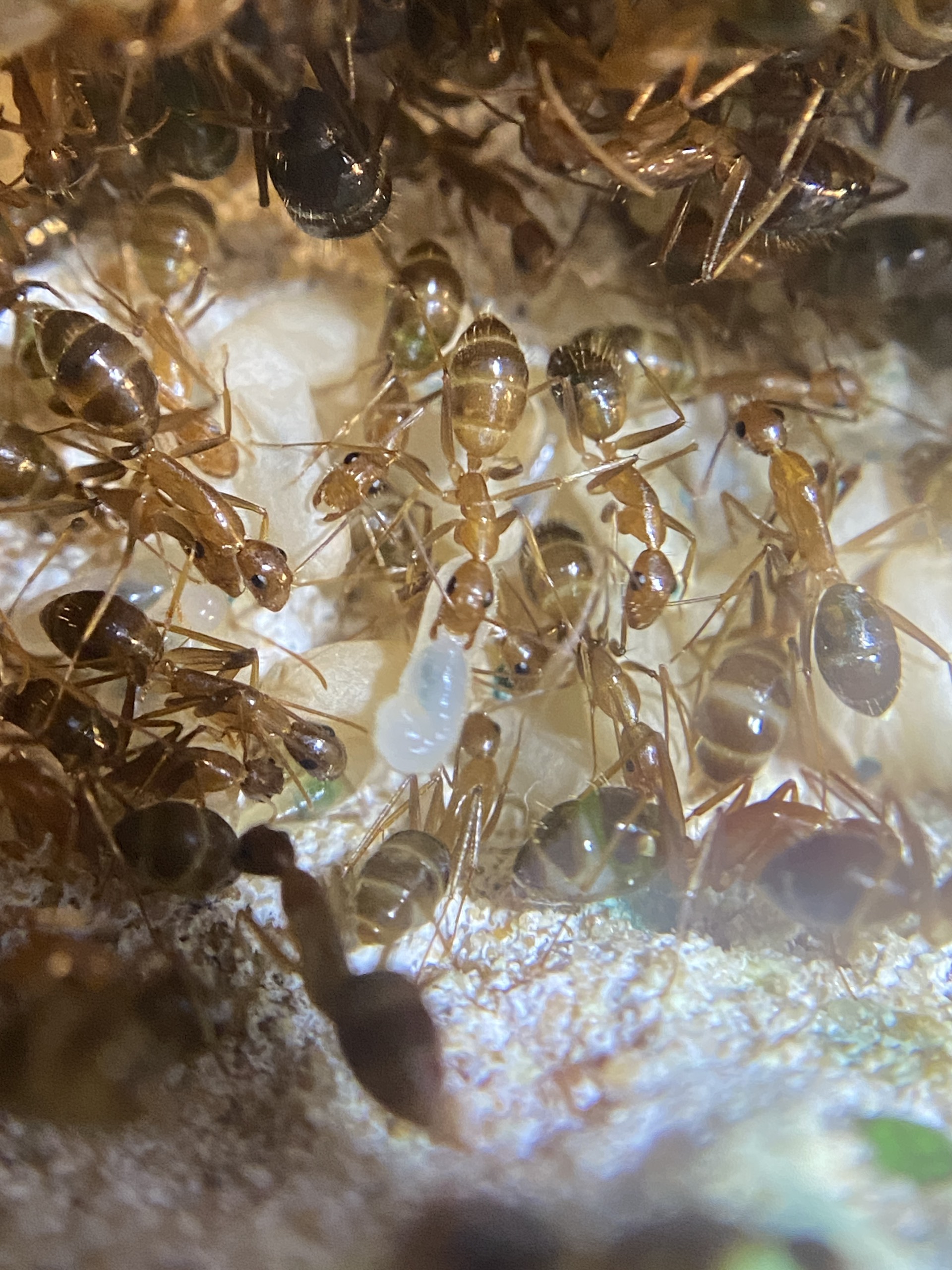 Camponotus irritans (Kiến thợ mộc ) | Hiển Kiến