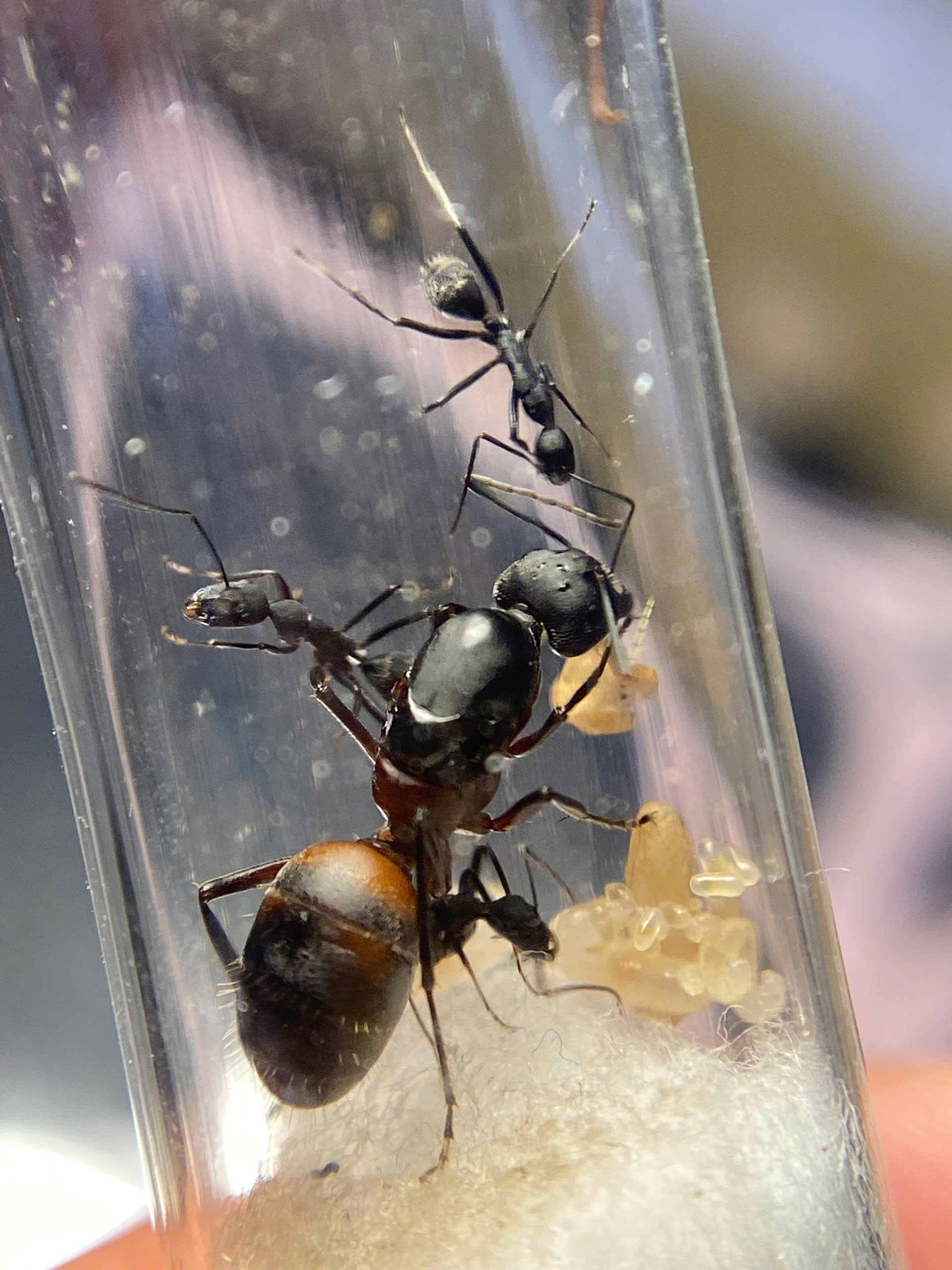 Camponotus Cruentatus (Kiến thợ mộc ) | Hiển Kiến