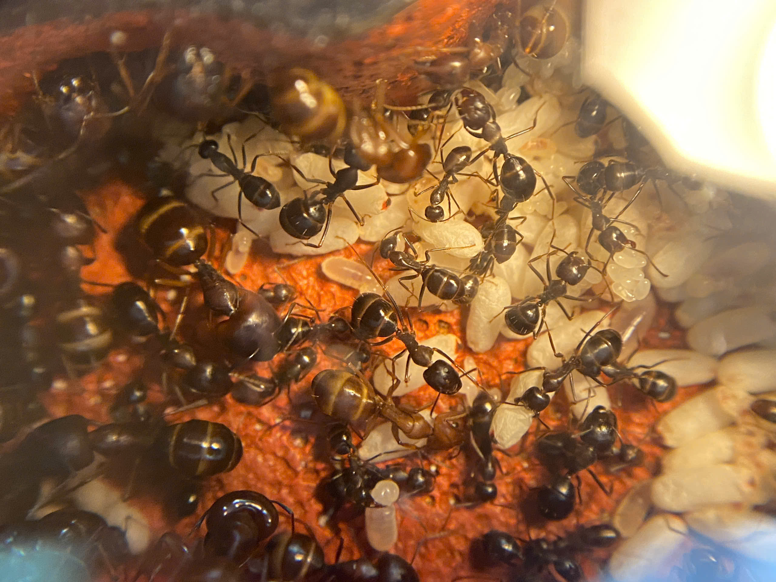 Camponotus Largiceps (Kiến thợ mộc ) | Hiển Kiến