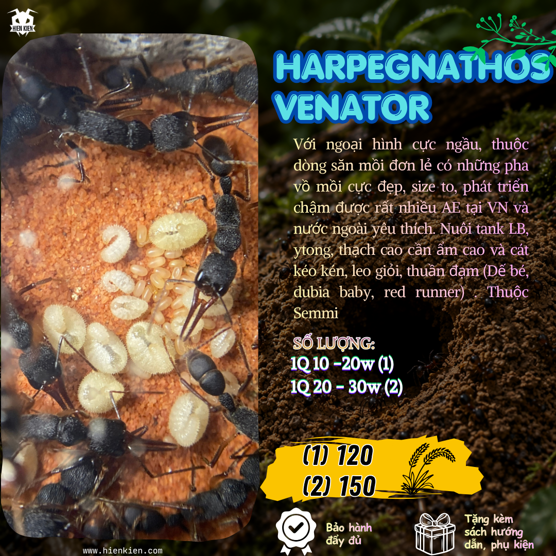 Harpegnathos venator (HV)  | Hiển Kiến