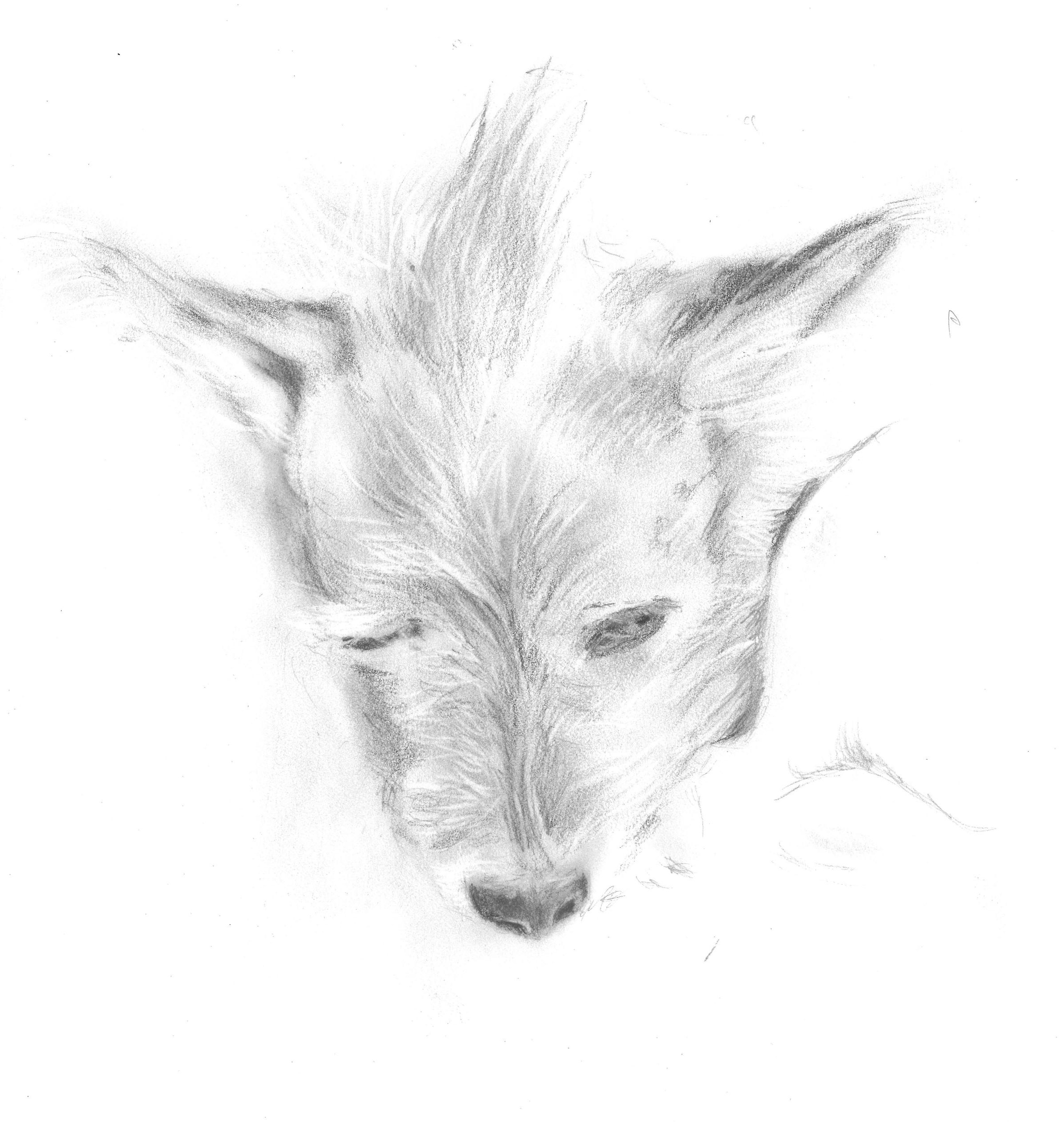 On Cats and Dogs and Other Family Revelations