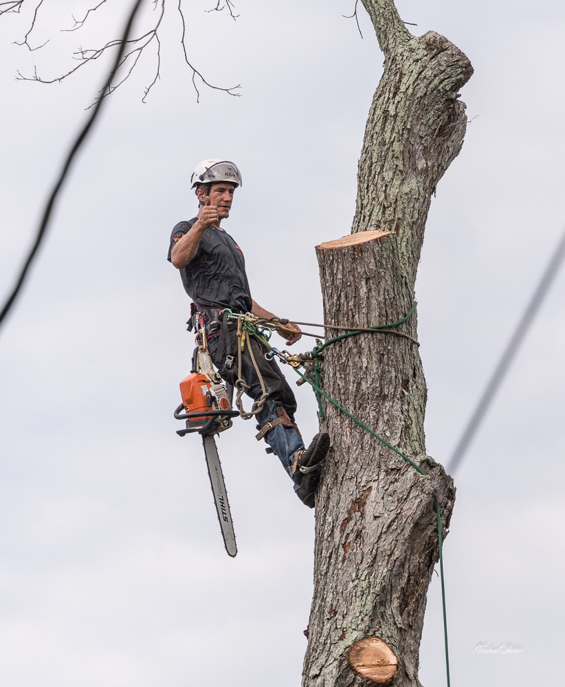Tree Removal