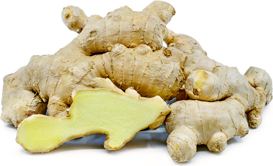 Digestive Tea - Sea Moss Sorrel/Hibiscus & Ginger