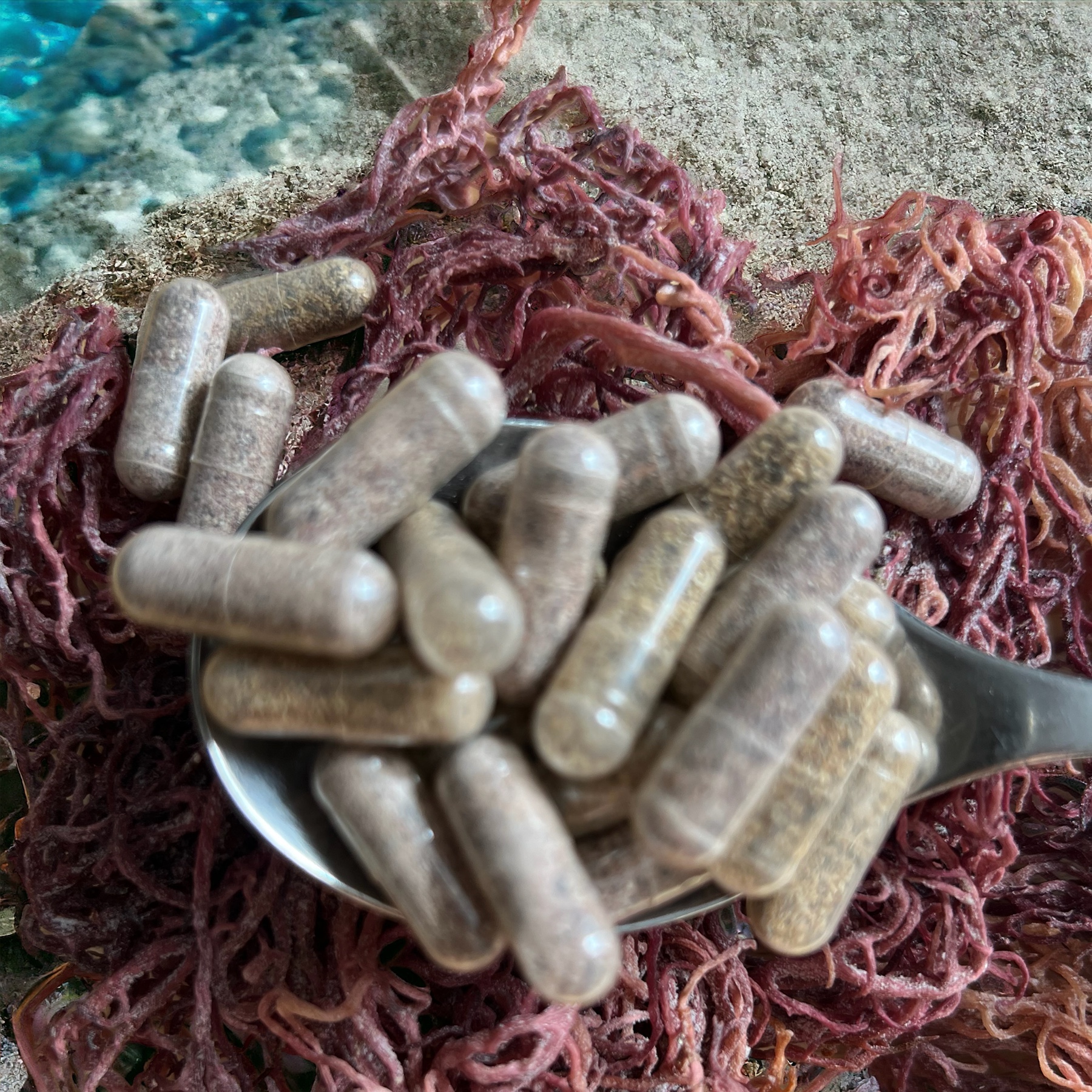 Sea Moss and Bladderwrack Capsules