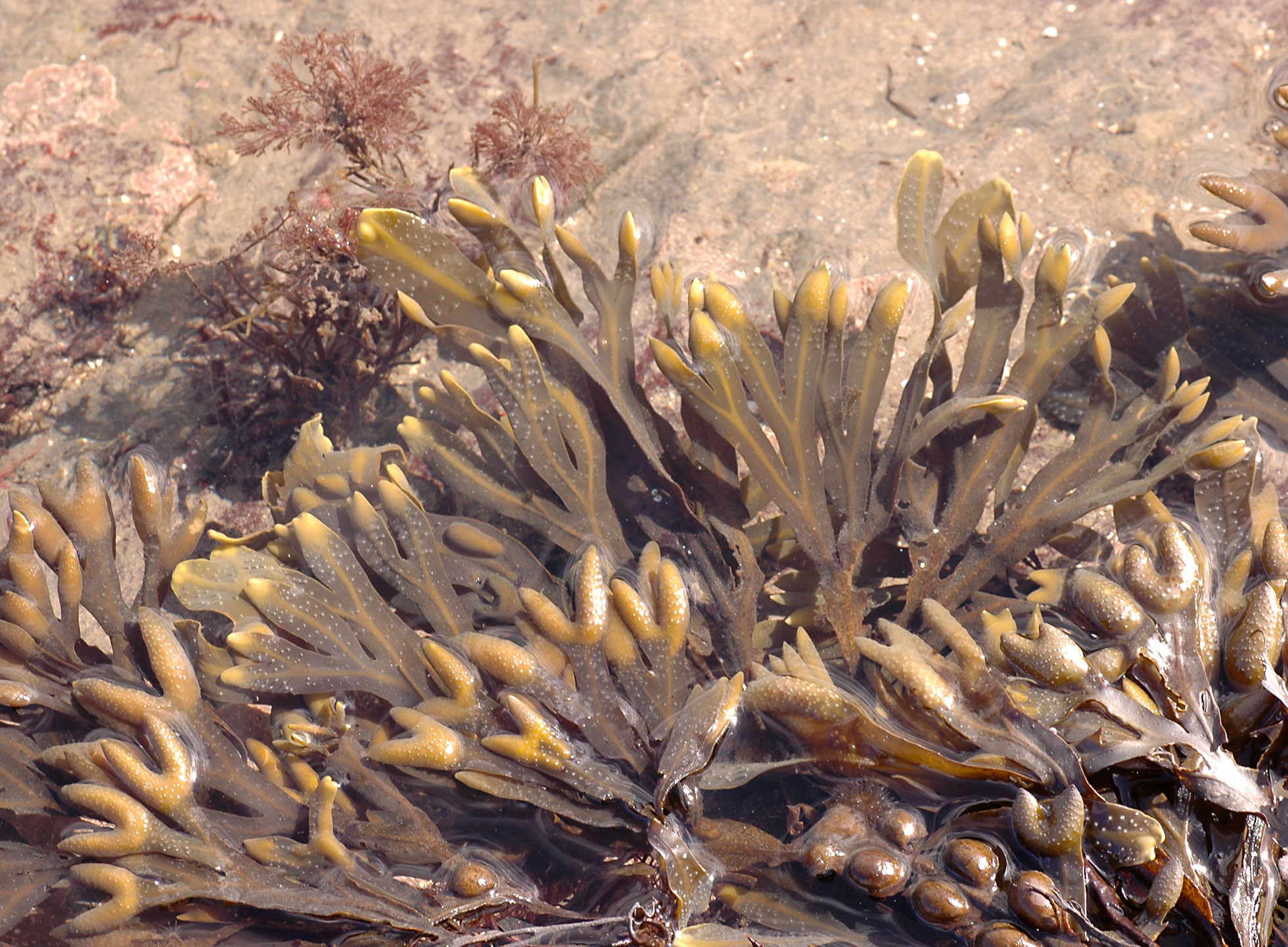 Sea Moss and Bladderwrack Capsules