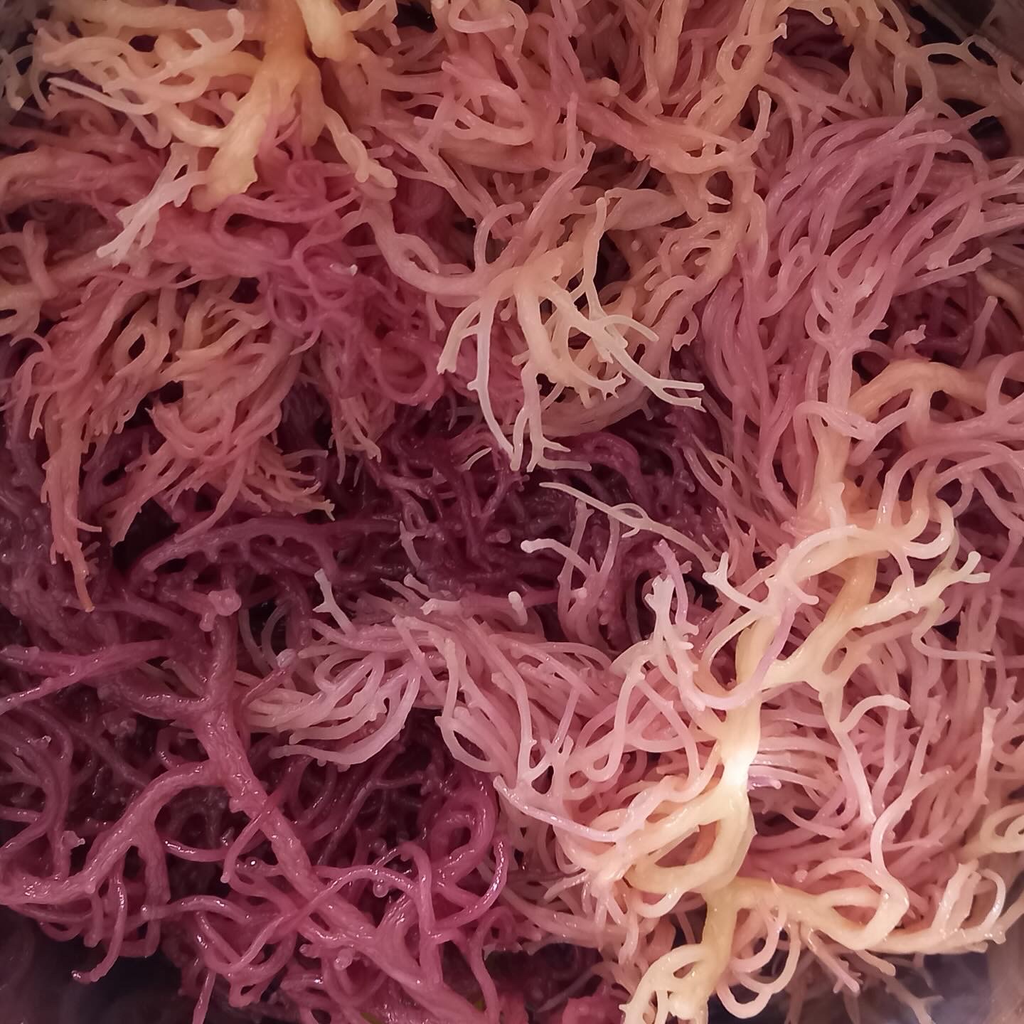 Purple Sea Moss Gel