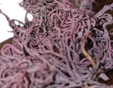 Caribella Dried Purple Sea Moss (50g)