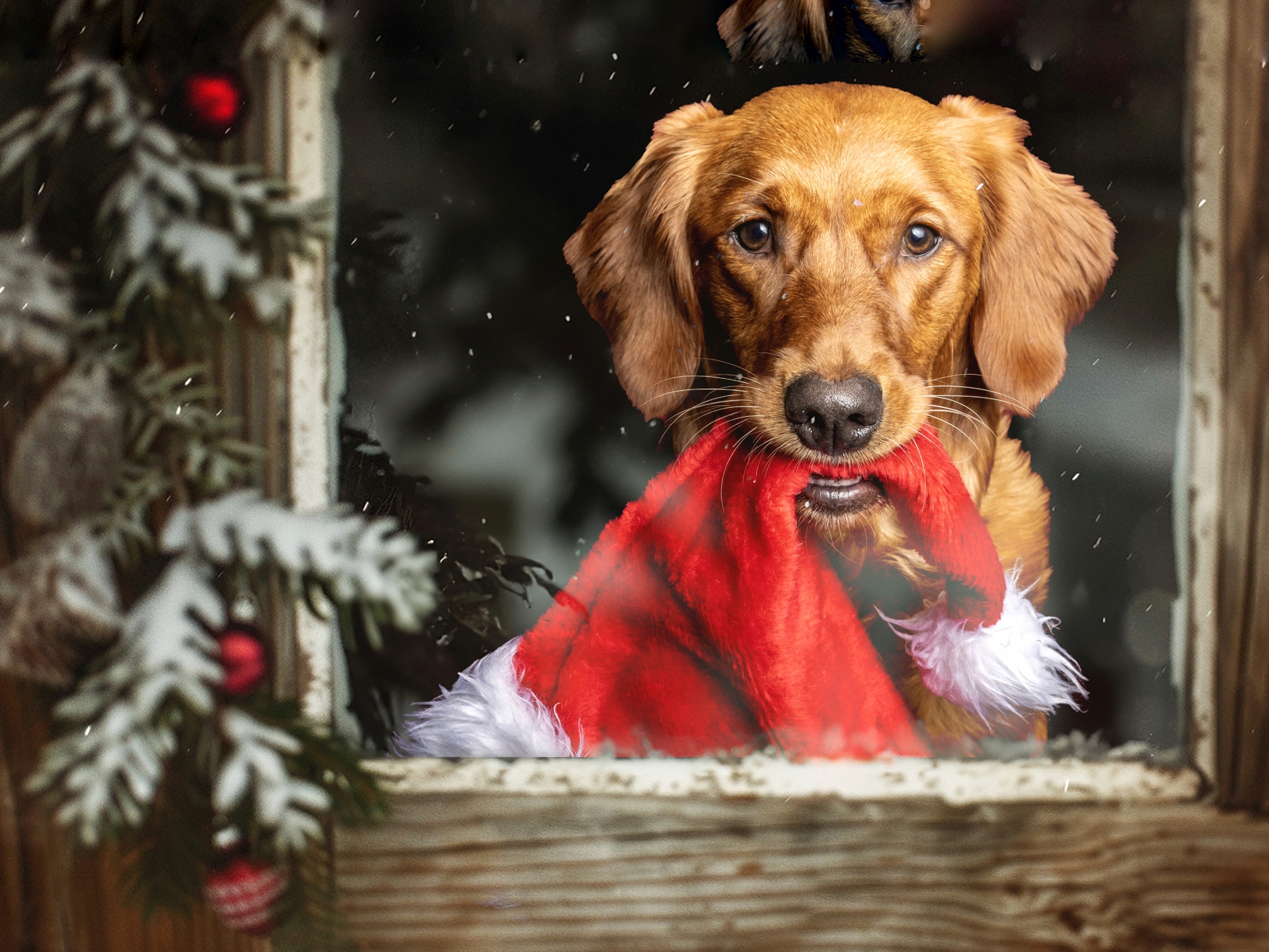 Pawsome Pawtraits Gift Voucher