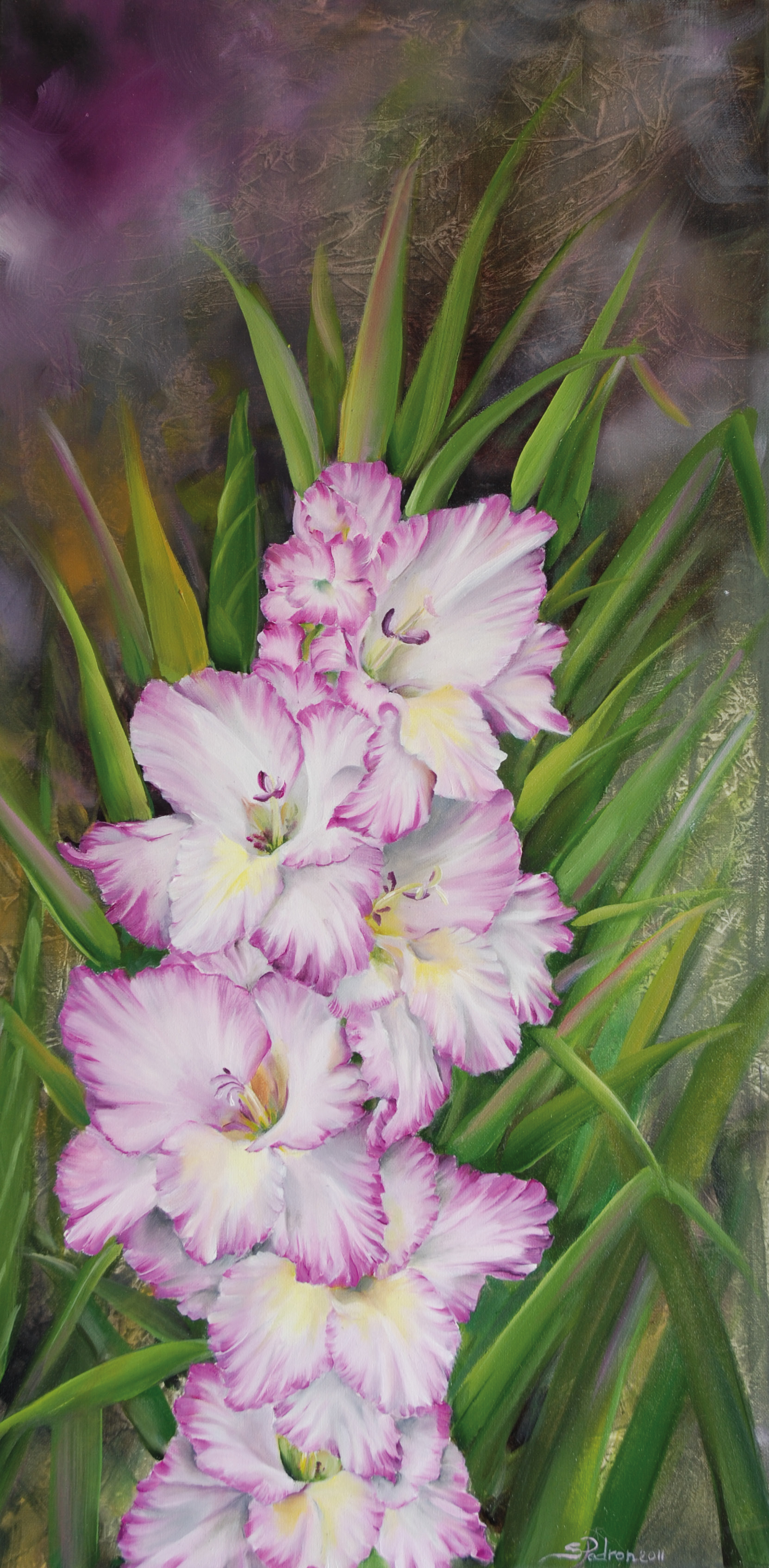 Gladiolus