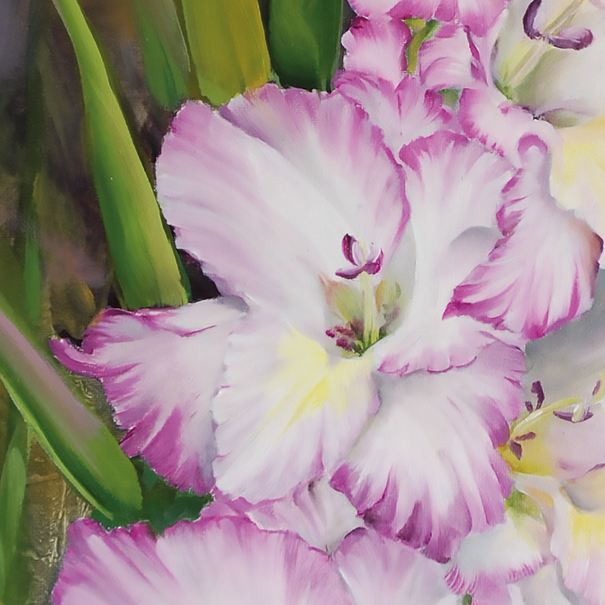 Gladiolus