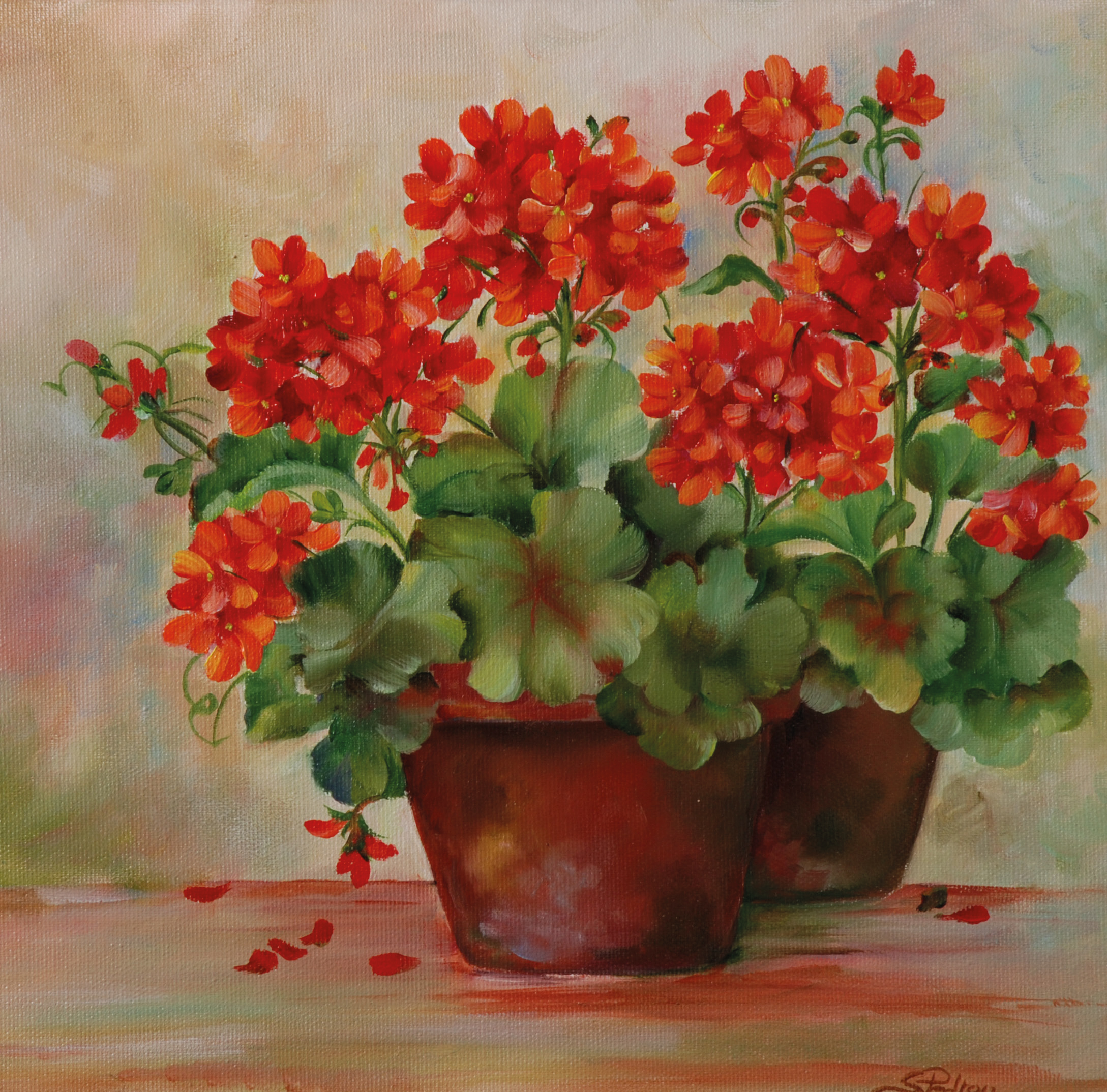 Geraniums
