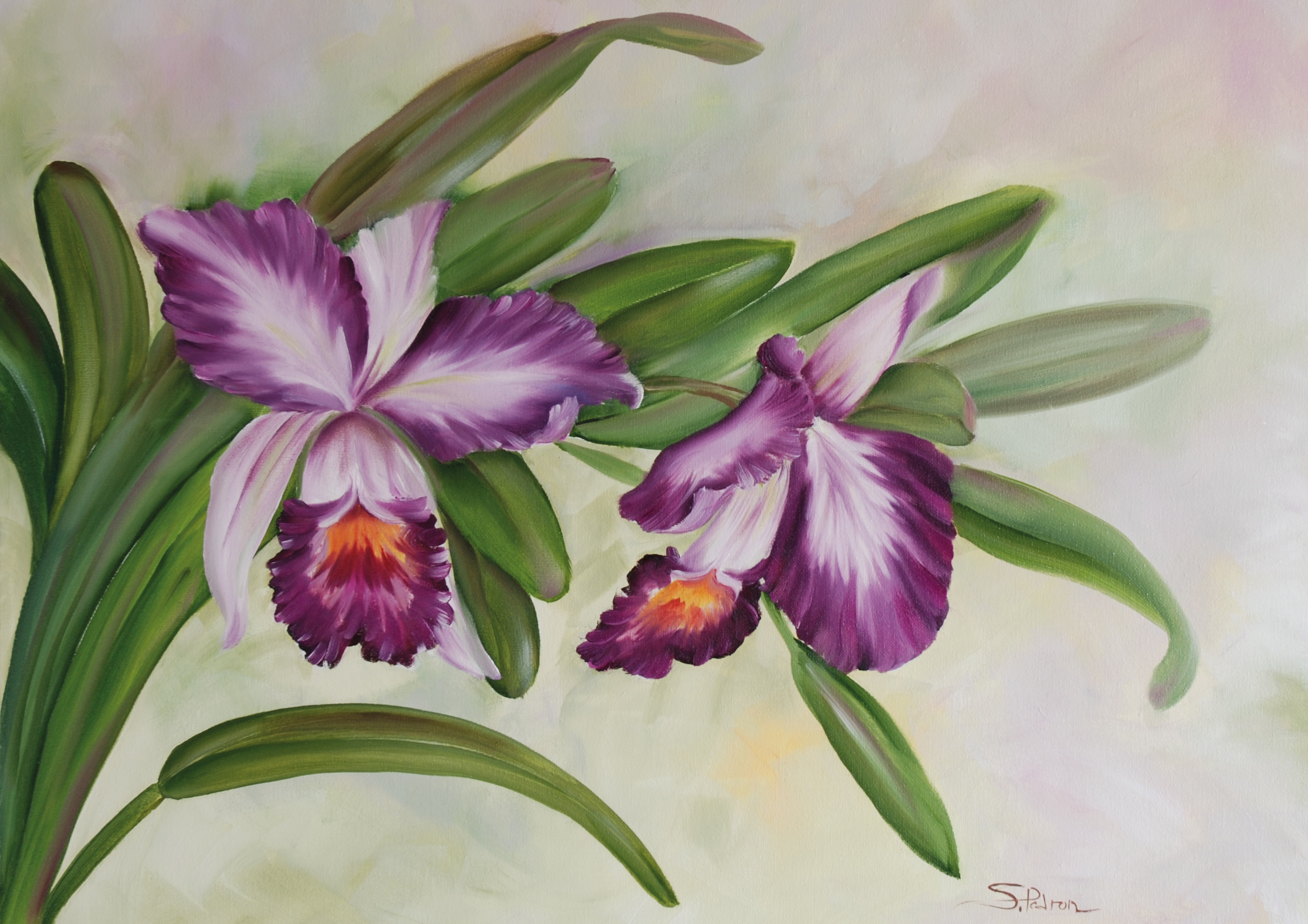 Orchids