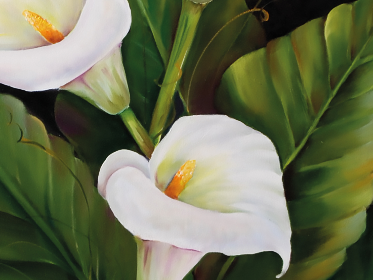 White calla lilies