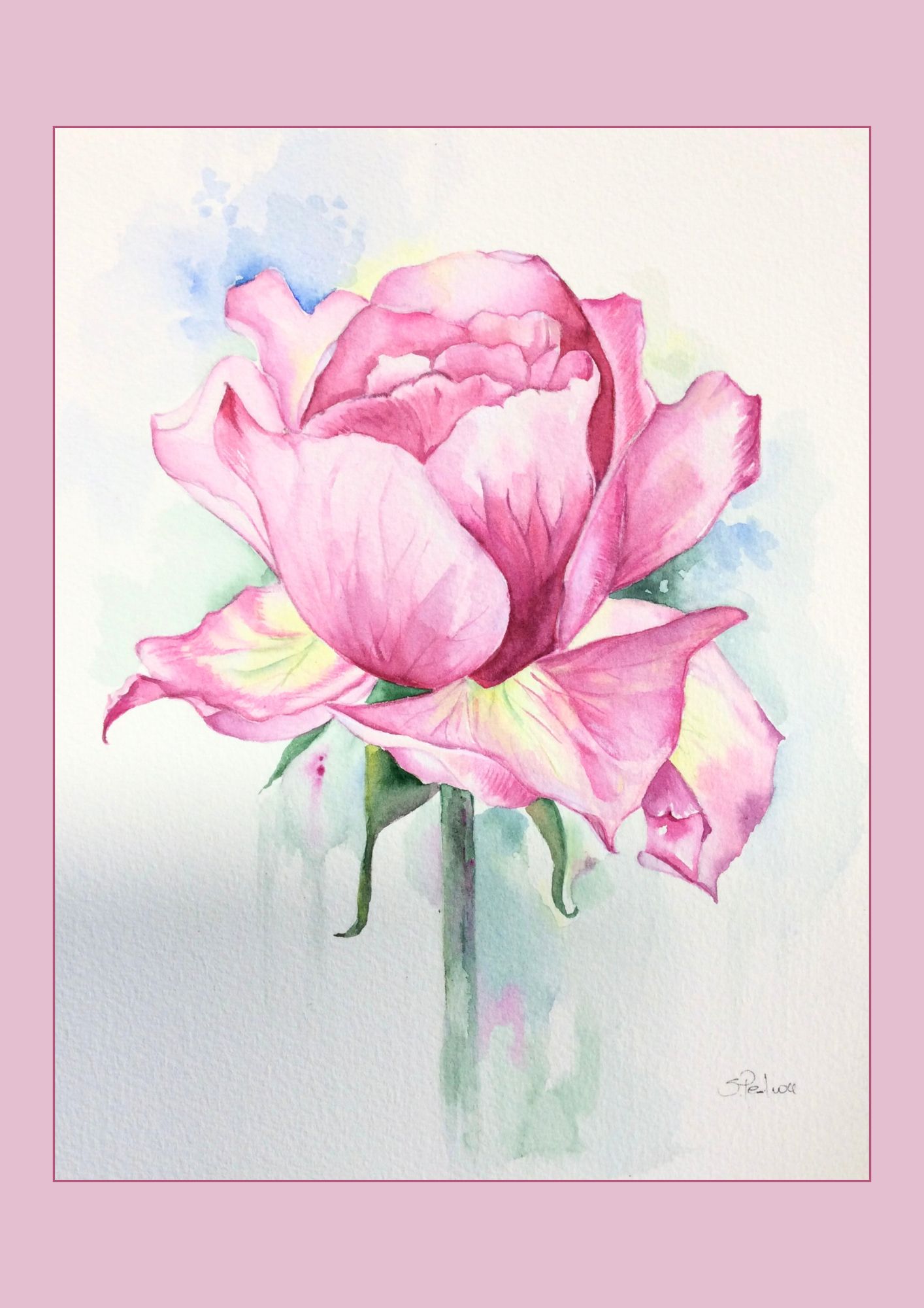 Magenta roses