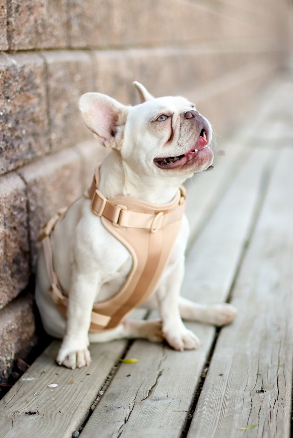 Pearl Perfection - NFS