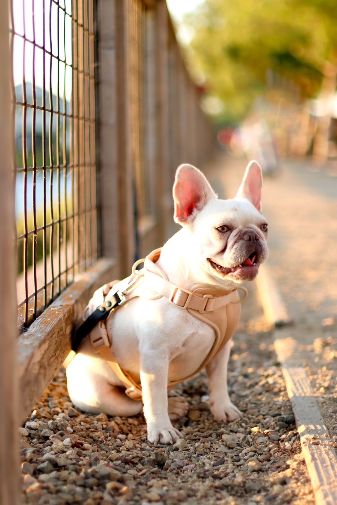 Pearl Perfection - NFS