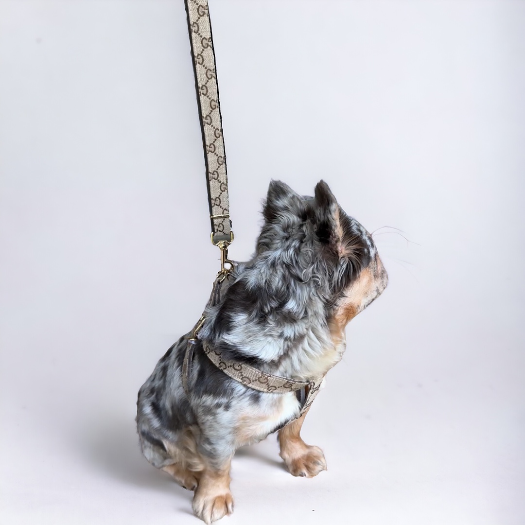 G* Dog Harness and leash set