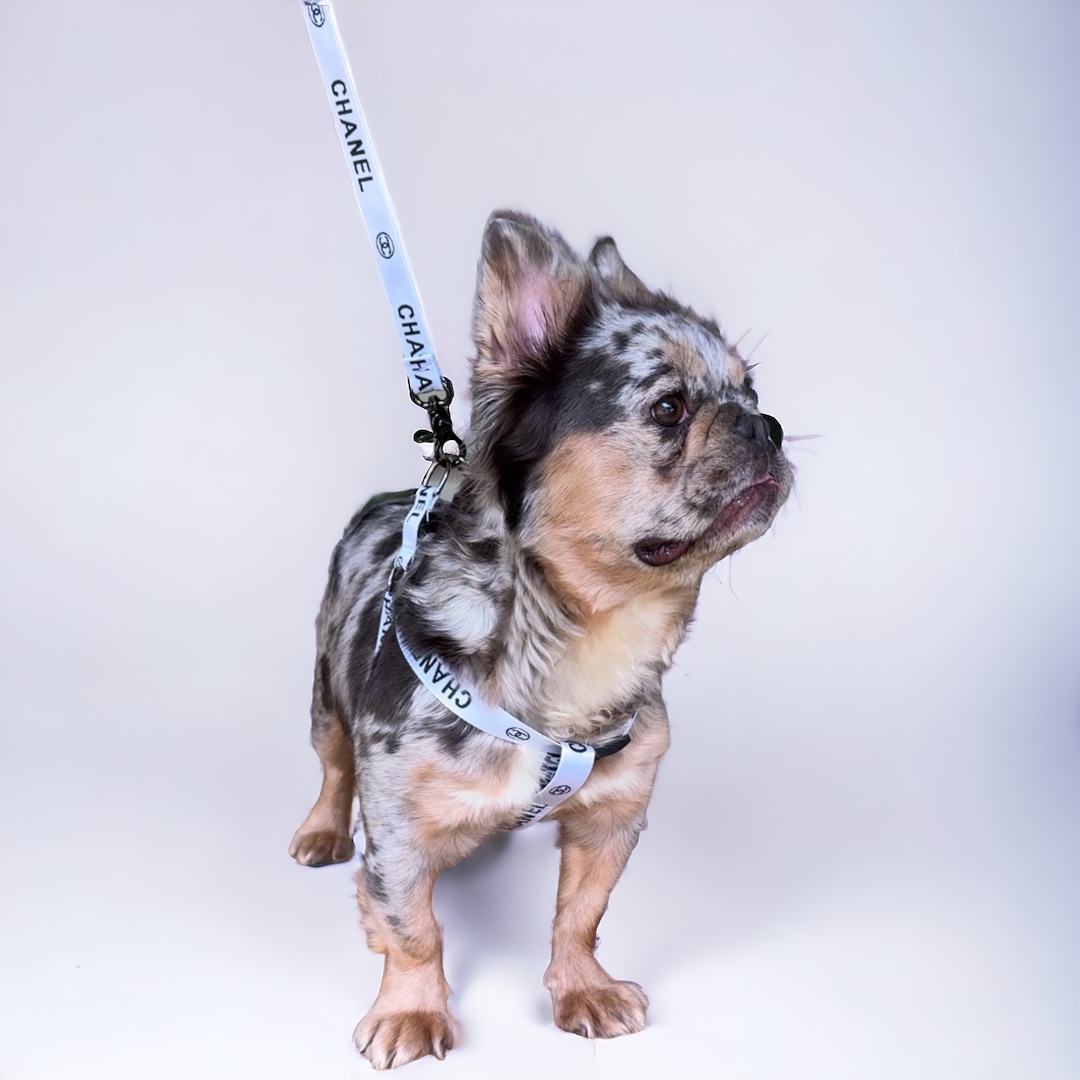 C* Harness & Leash Set