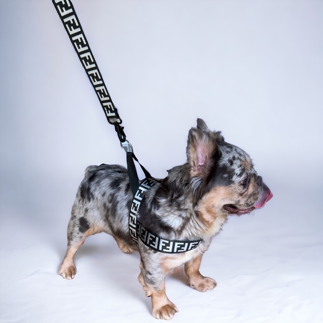 F* Designer Dog Harness & Leash Set