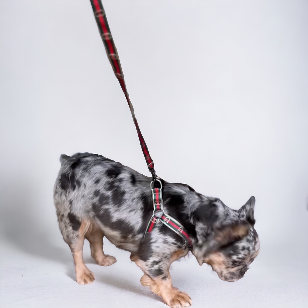 G* double green stripe Harness & Leash Set