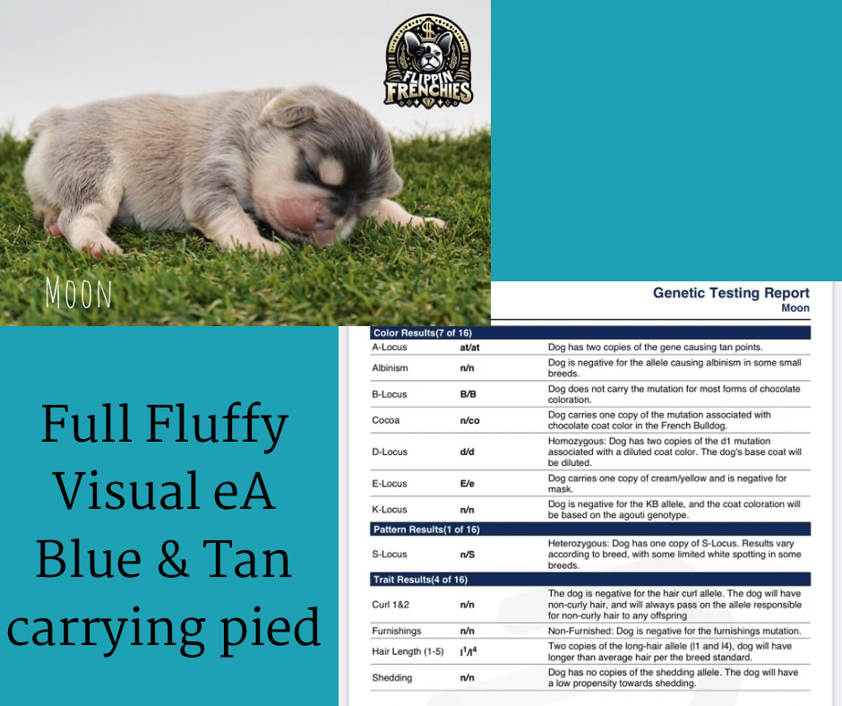 Female Full Fluffy, Blue & Tan, Visual eA Husky