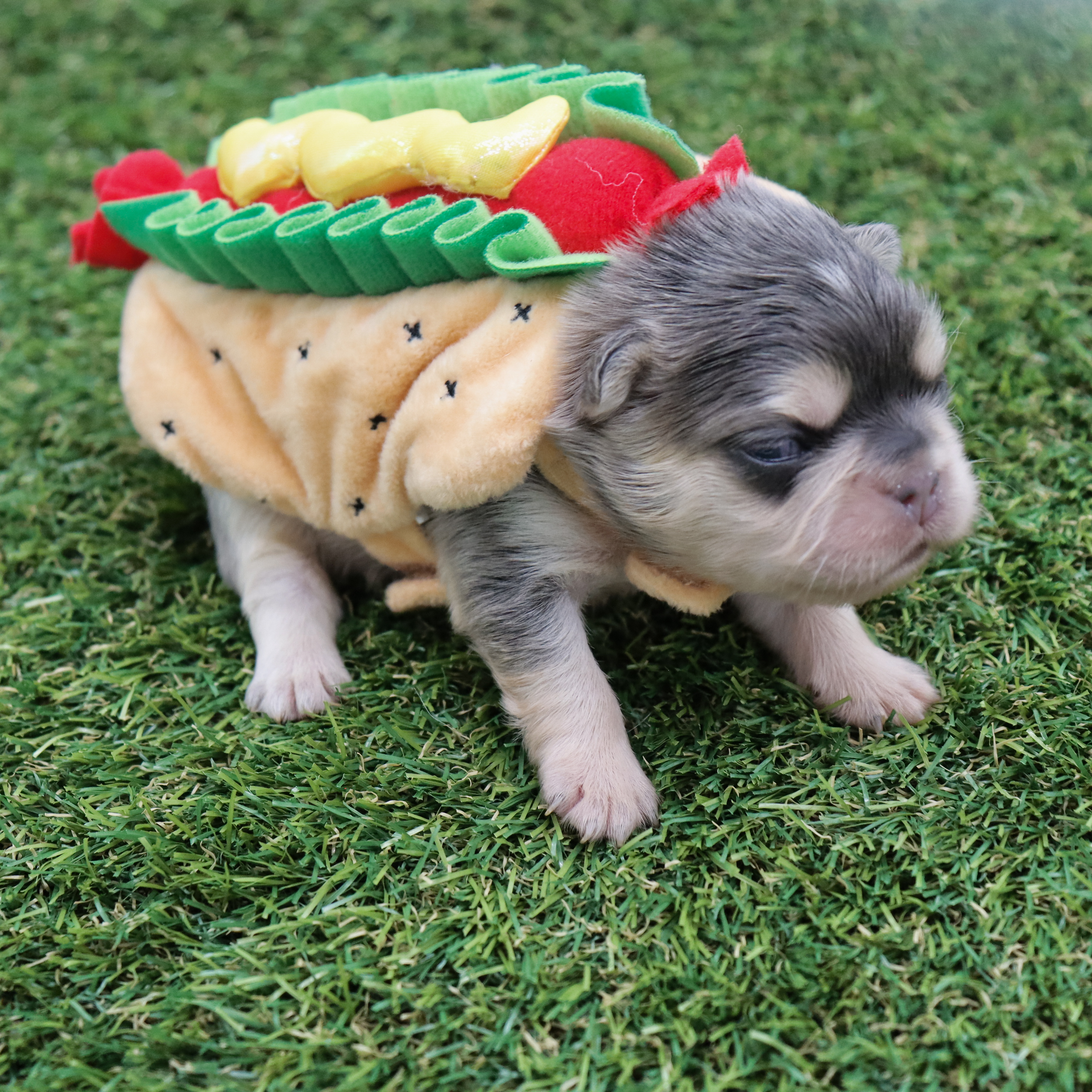 Female Full Fluffy, Blue & Tan, Visual eA Husky