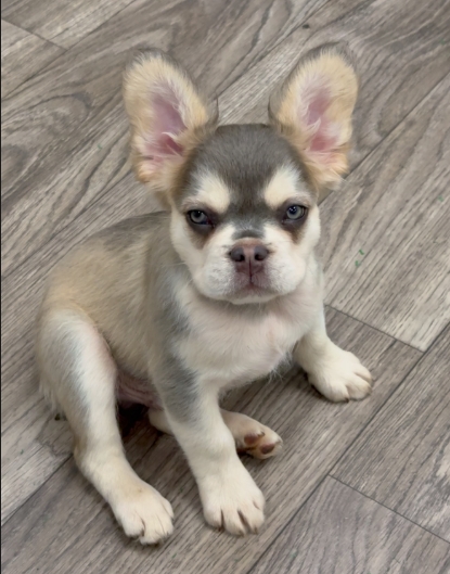 Male Full Fluffy, Visual eA Husky, Lilan & Tan