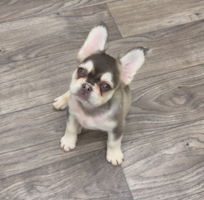 Male Full Fluffy, Visual eA Husky, Chocolate & Tan