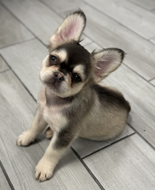 Male Full Fluffy, Visual eA Husky, Chocolate & Tan