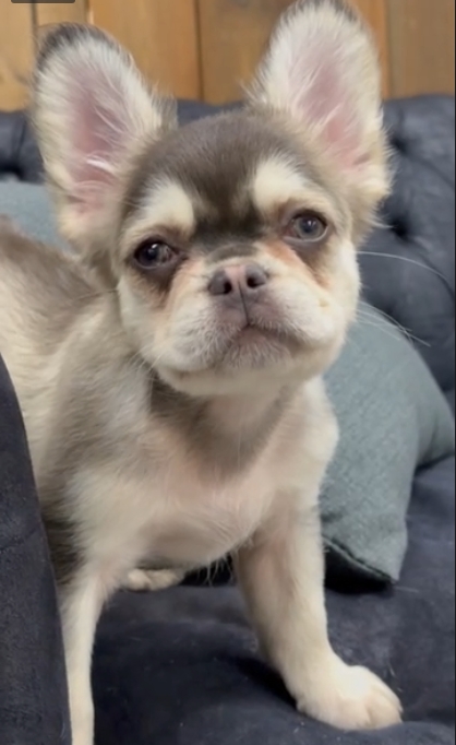 Male Full Fluffy, Visual eA Husky, Chocolate & Tan