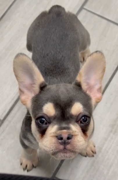 Female Blue & Tan, Visual eA Husky, Carrying Fluffy & Pink!