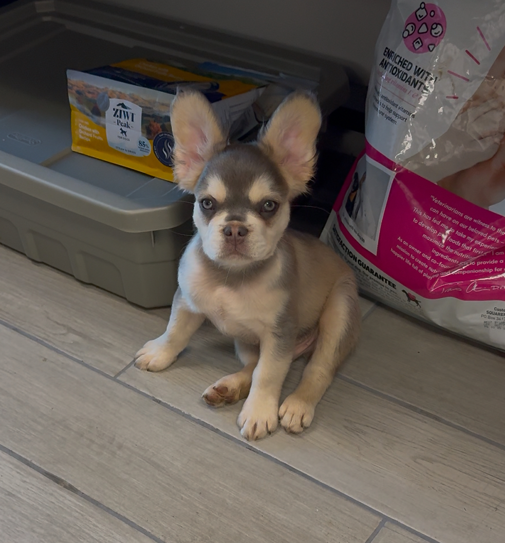 Male Full Fluffy, Visual eA Husky, Lilan & Tan