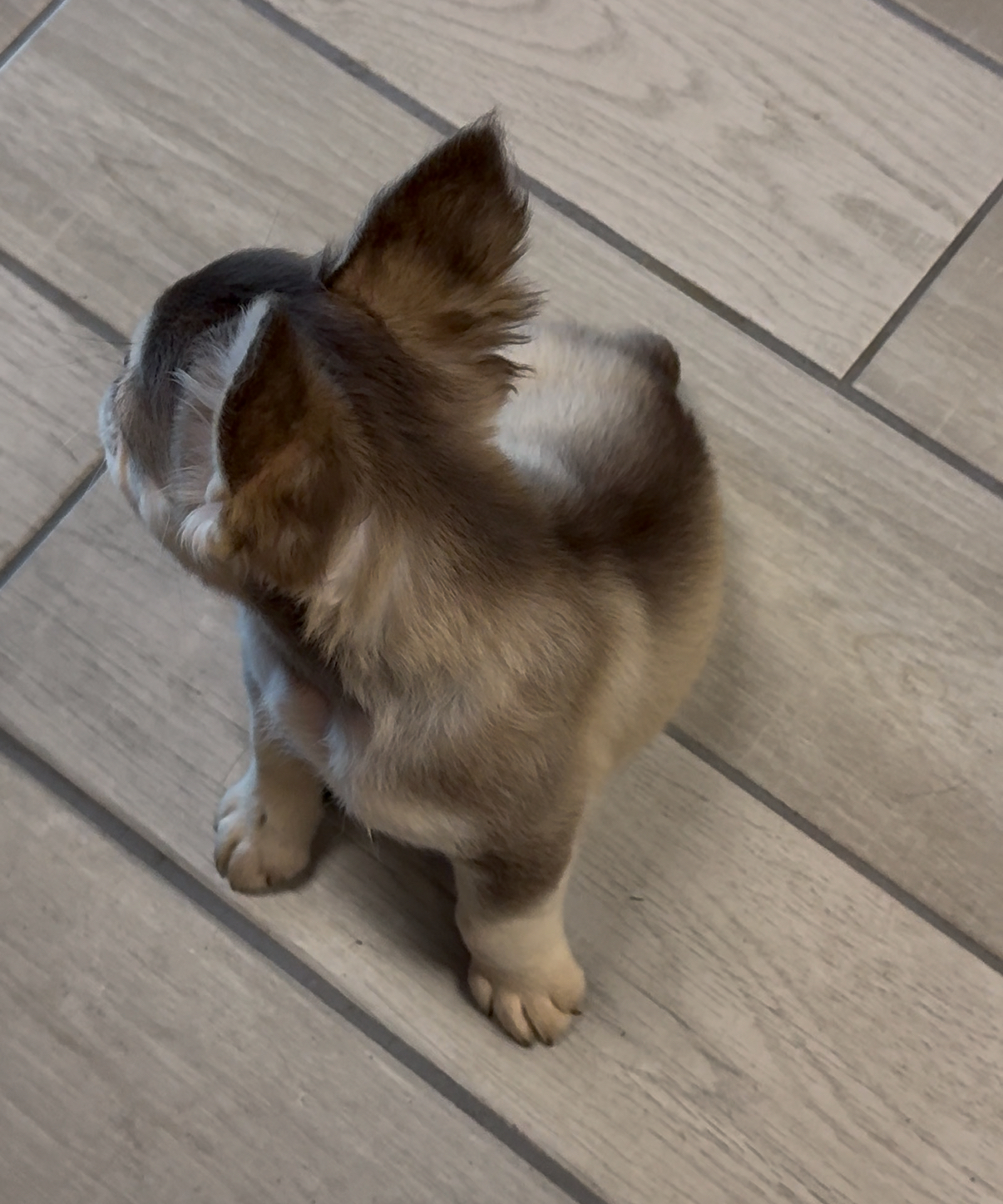 Male Full Fluffy, Visual eA Husky, Chocolate & Tan