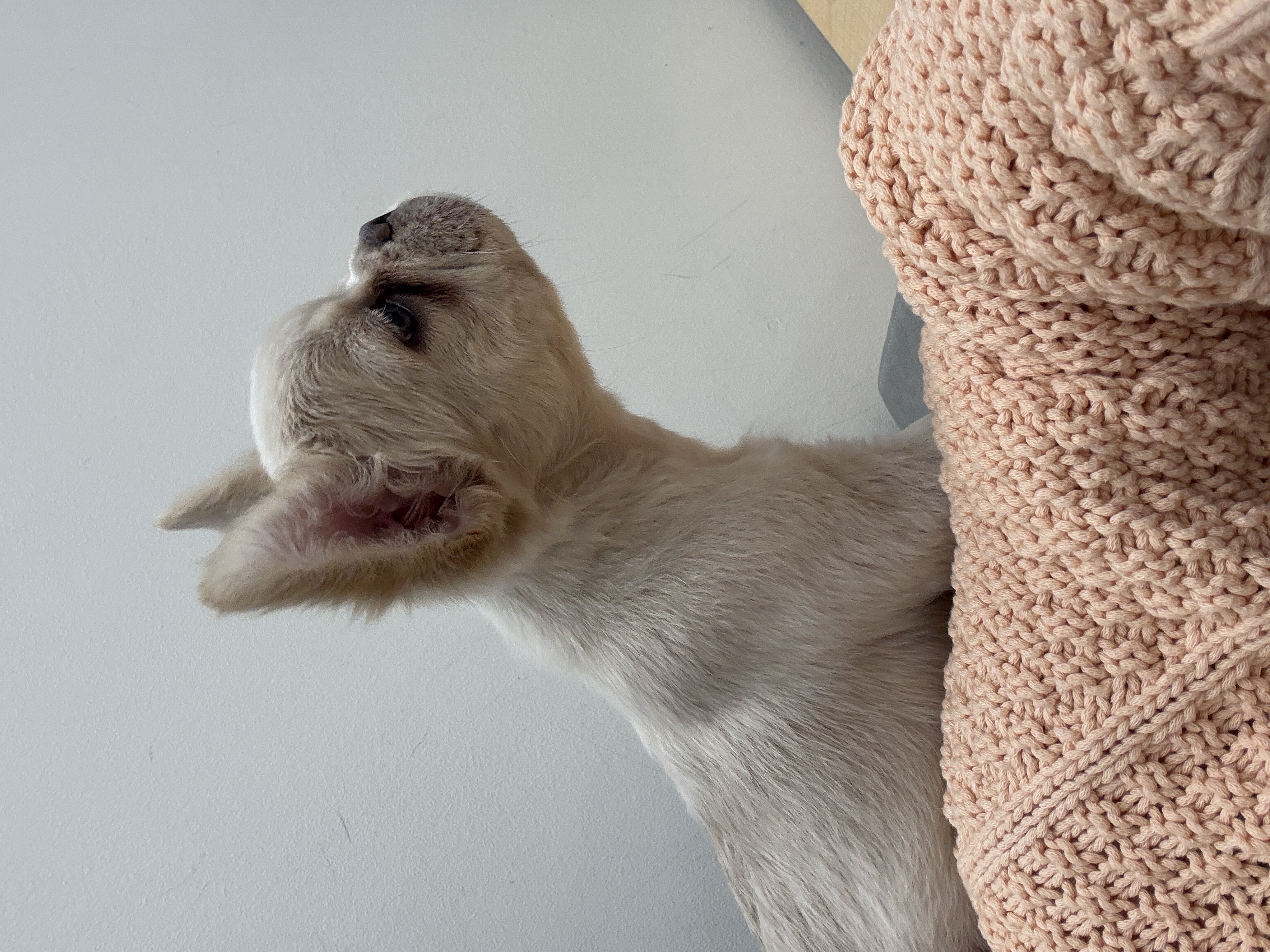 Female Full Fluffy Blue n Tan Wrapped in Cream