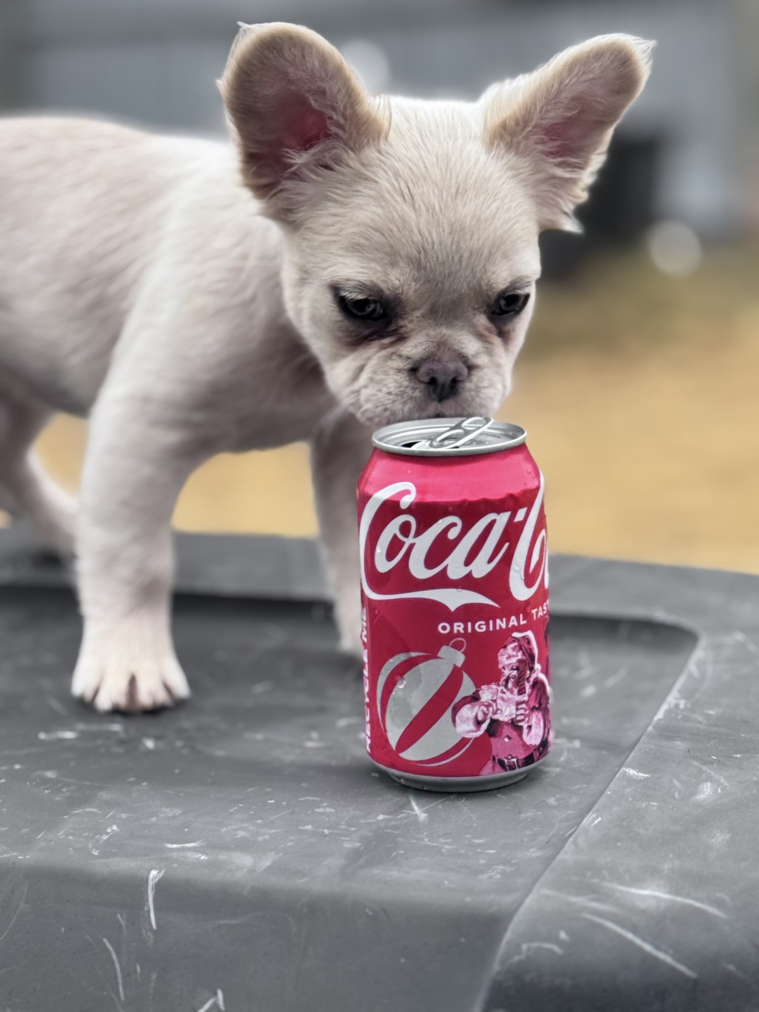 Female Full Fluffy Blue n Tan Wrapped in Cream