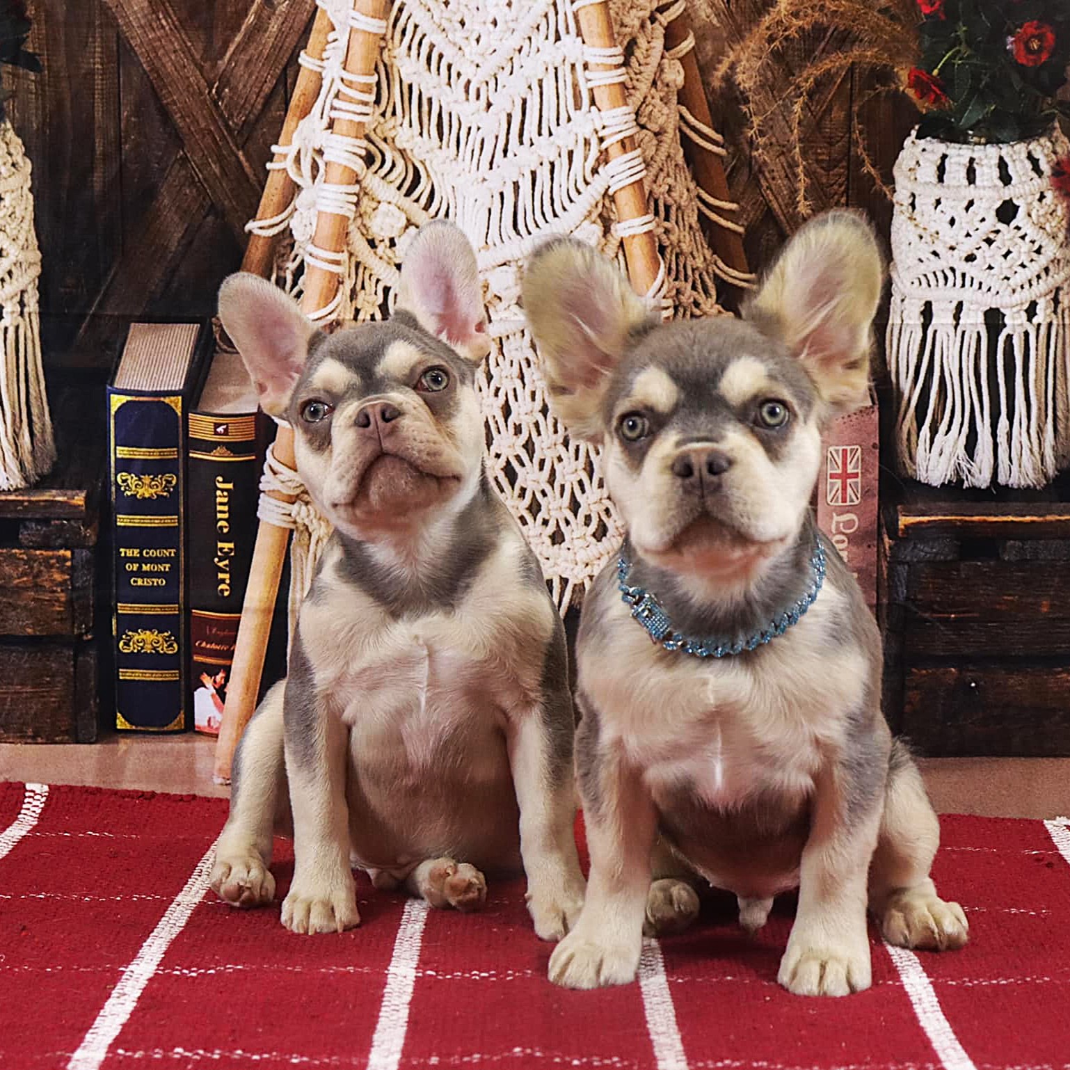 Male Full Fluffy, Visual eA Husky, Lilan & Tan