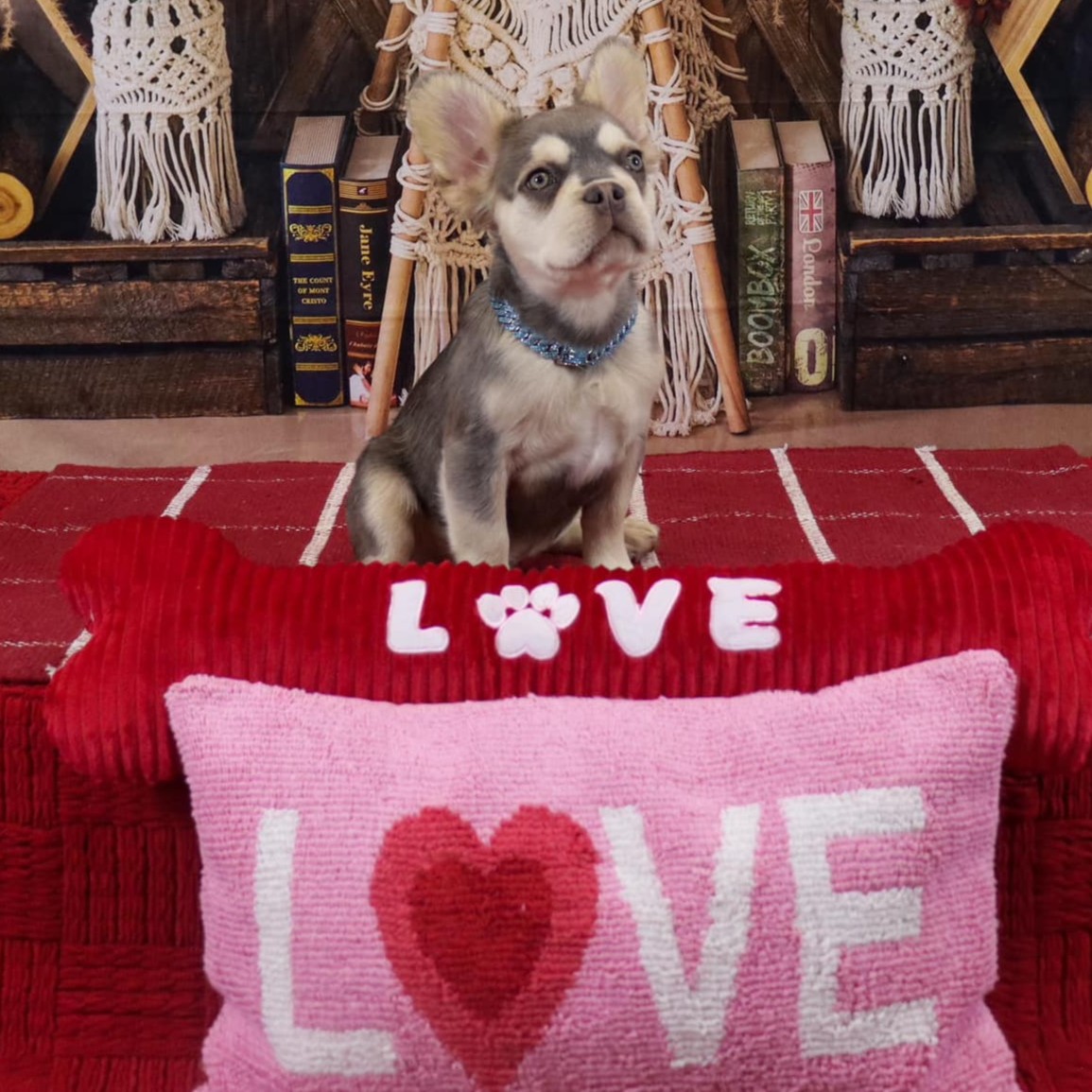 Male Full Fluffy, Visual eA Husky, Lilan & Tan