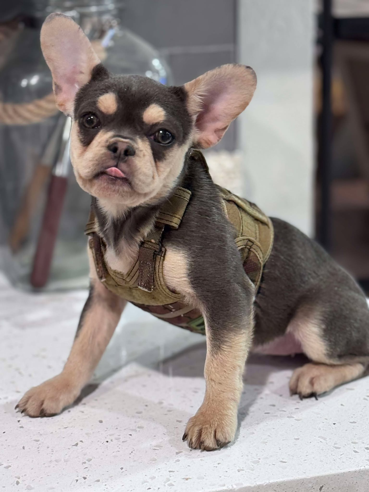 Female Blue & Tan, Visual eA Husky, Carrying Fluffy & Pink!